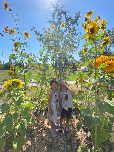 mark west students in sunflowers